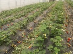 -喜杨洋草莓采摘园
