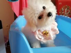 -翊宠yipet猫狗购宠庄园犬舍•猫舍