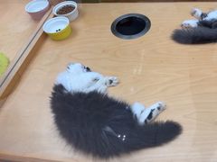 -帕帕拉兹宠物(亚洲旗舰店)