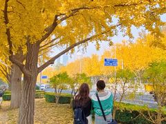 -三里屯东五街银杏大道