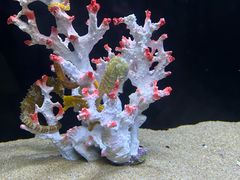 -欢乐海岸海洋奇梦馆