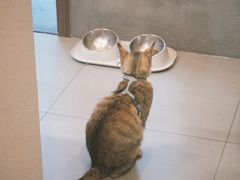 -Again Coffee Roaster(香蜜湖店)