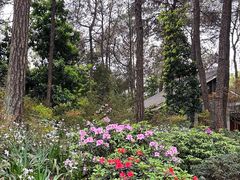 -铁山坪森林公园