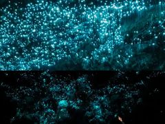 -怀托摩萤火虫洞