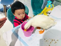 -RU DUCK柯尔鸭公社·撸鸭俱乐部·羊驼·小香猪
