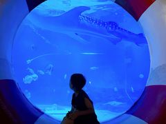 -烟台海昌鲸鲨海洋公园