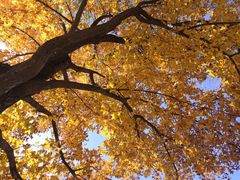 -大兴滨河森林公园