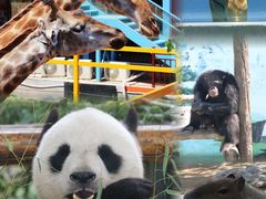 -西霞口神雕山野生动物世界