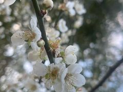 -荔枝公园(福田区)