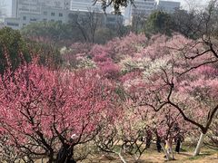 -南京古林公园