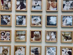 -袖虎猫馆(十亩地店)