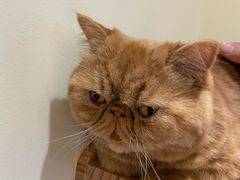 -猫和宫(六道口店)