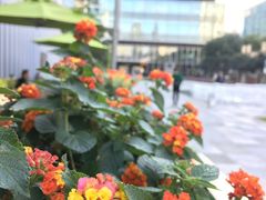 -上海静安香格里拉大酒店