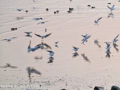 -深圳湾公园(南山区)