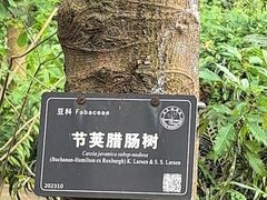 -东莞植物园