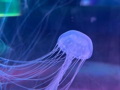 -苏州海洋馆