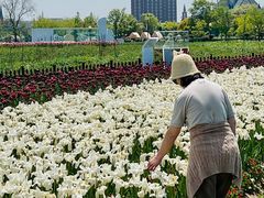 -荷兰花海