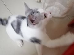 -荔康动物医院(康王北路店)