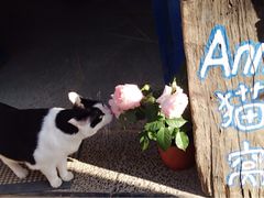 门牌-Anne猫窝咖啡屋