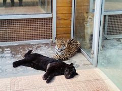 -西霞口神雕山野生动物世界