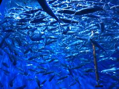 -成都浩海立方海洋公园