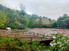 -野象谷景区