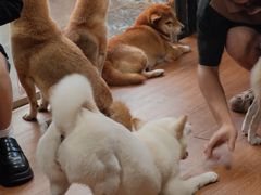 -柴犬高等学院·狗咖·柴犬售卖·宠物训练