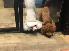 -八公叔叔宠物美容连锁(春申店)