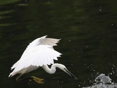 -重庆彩云湖湿地公园