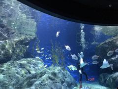 -暹罗海洋世界