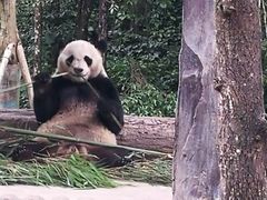 -中国大熊猫保护研究中心雅安碧峰峡基地