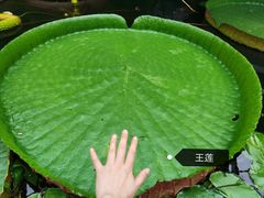 -北京植物园-展览温室