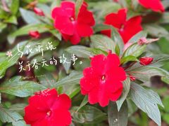 -中国科学院华南植物园