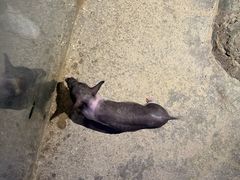 -绿色星球动物主题公园