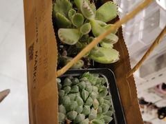 -茶马花街(城西银泰城店)