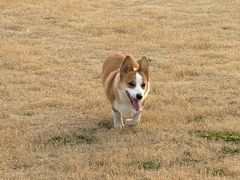 -艾贝尔宠物医院 ·内科全科(梁溪路店)