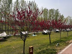 -洨河生态公园