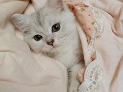 -欣宠猫屋·矮脚拿破仑·蓝金金渐层