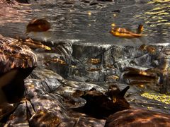 -上海海洋水族馆