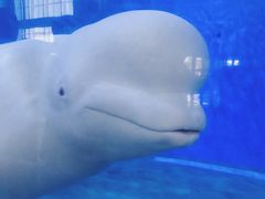 -泉城欧乐堡海洋极地世界
