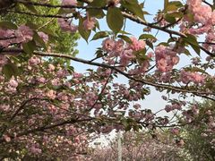 -高东镇樱花园
