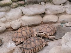 -南宫五洲植物乐园