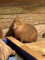 -Zoolung Zoolung动物主题公园(海信广场店)