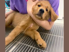 -北京恒爱动物医院(清景园分院)