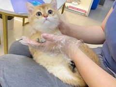 -lincat·猫舍(广州店)