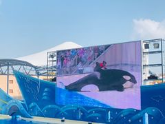 虎鲸表演-上海海昌海洋公园
