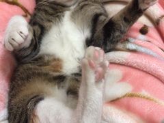 -申普宠物医院·心脏介入·心血管微创(总院)