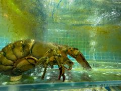 -老东镇啤酒屋海鲜加工·蒸汽海鲜·海鲜烧烤(台东店)