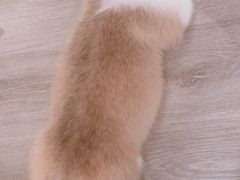 -浣熊柯尔鸭土拨鼠·电玩咖