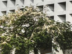 -尼依格罗香港美利酒店